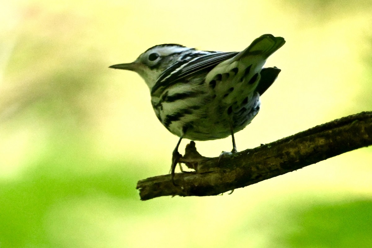 Black-and-white Warbler - ML641867340