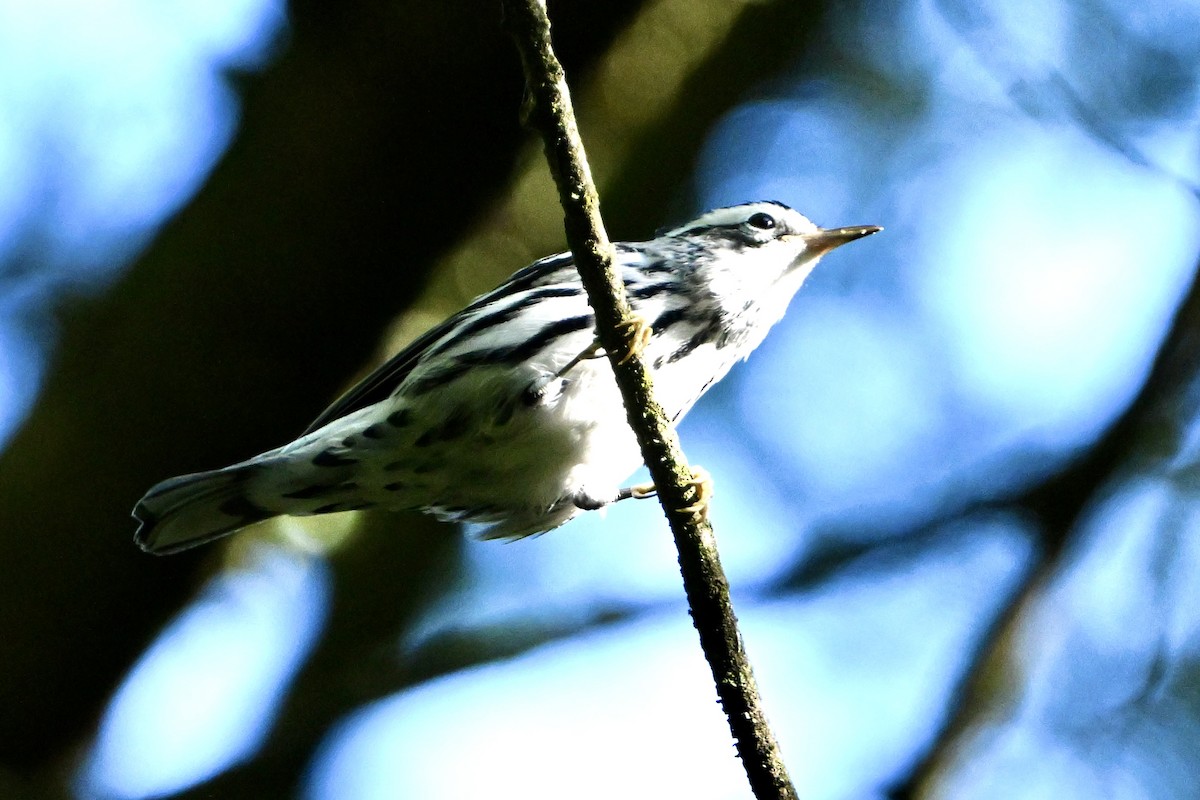 Black-and-white Warbler - ML641867341