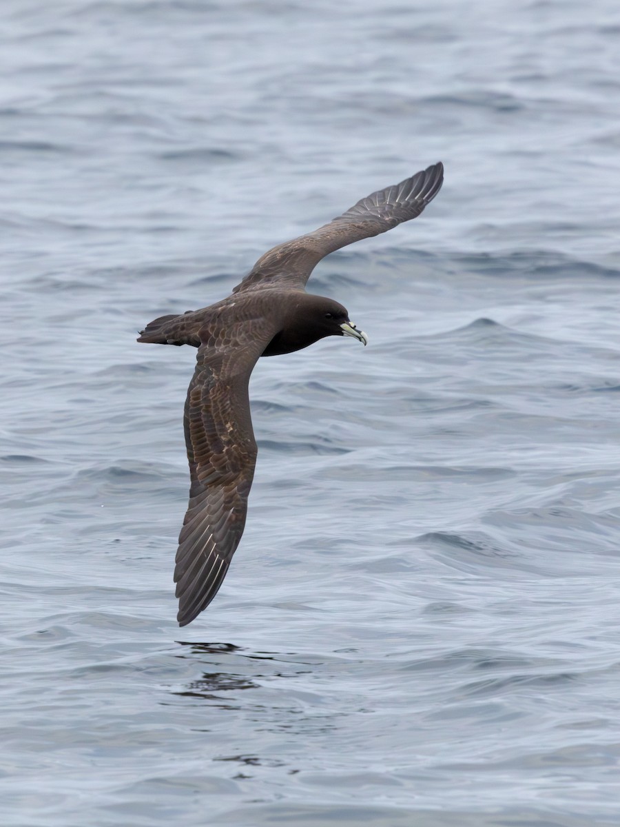 White-chinned Petrel - ML641867346
