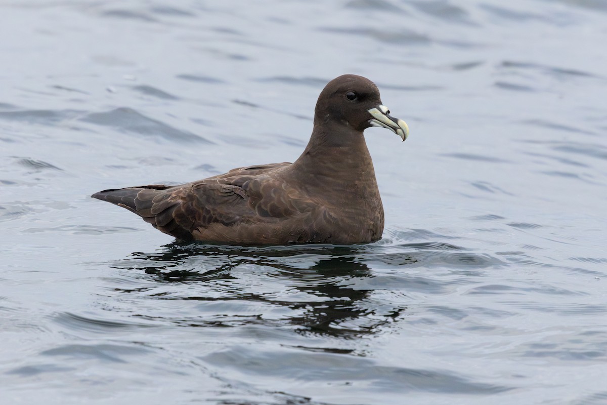 White-chinned Petrel - ML641867347