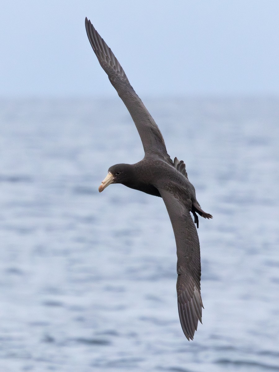 Northern Giant-Petrel - ML641867358