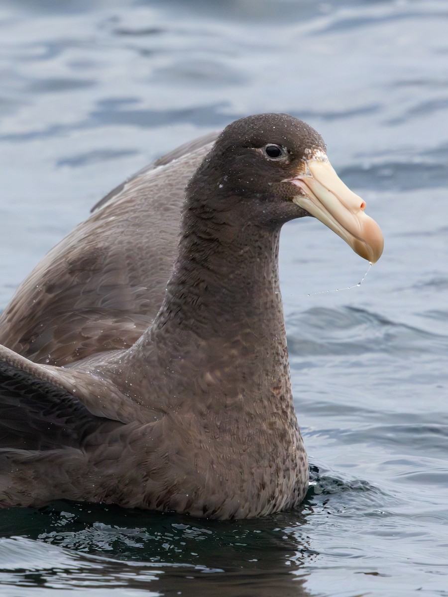 Northern Giant-Petrel - ML641867360