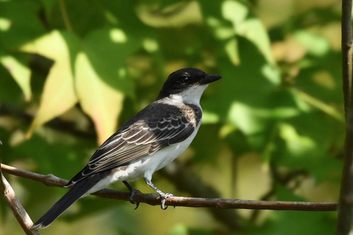 Eastern Kingbird - ML641867362
