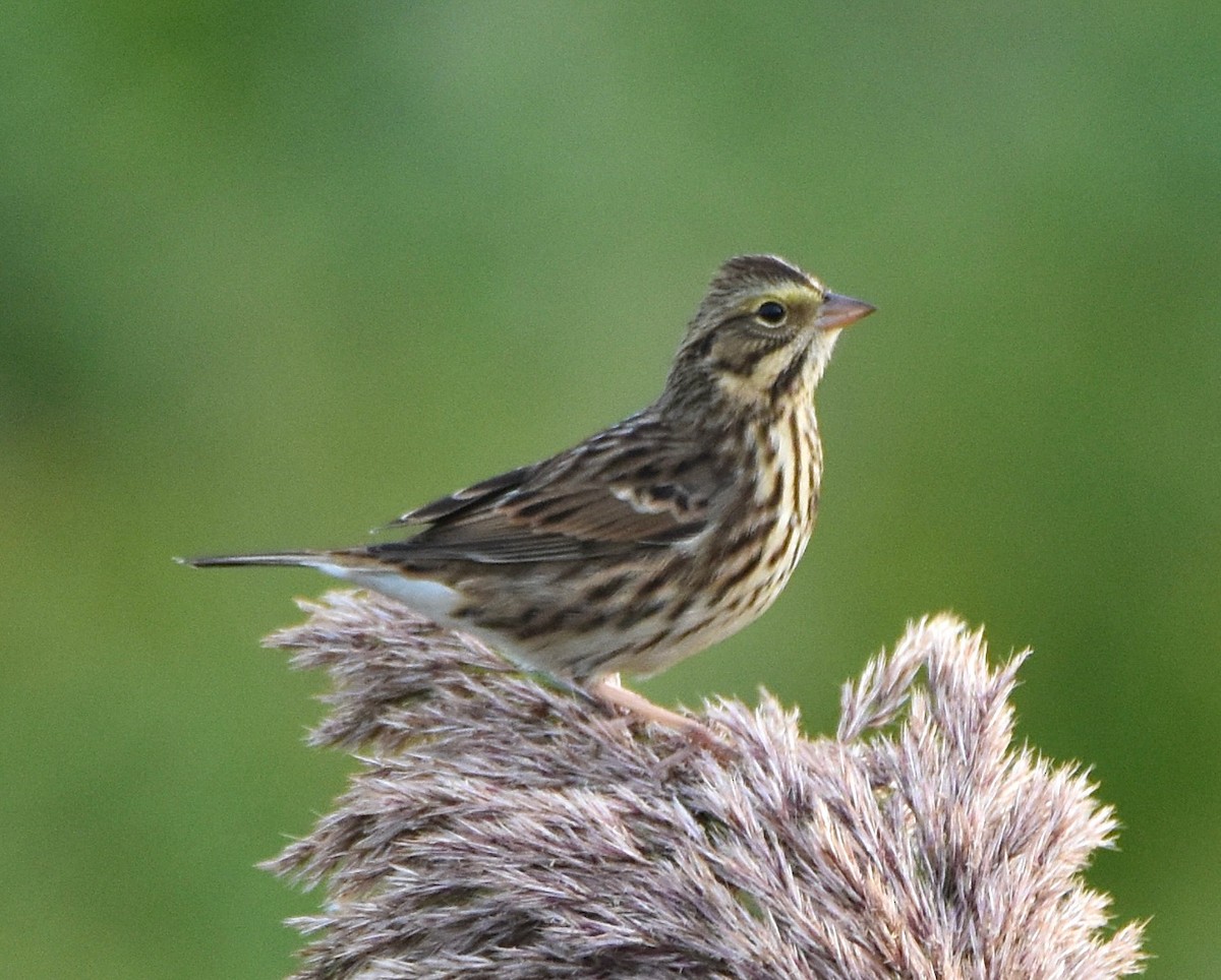 Savannah Sparrow - ML641867367