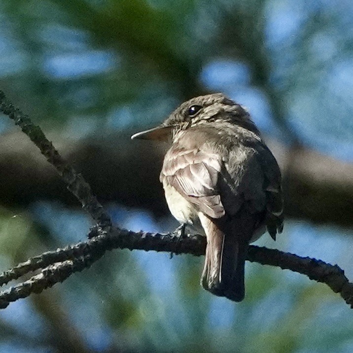 Acadian Flycatcher - ML641867368
