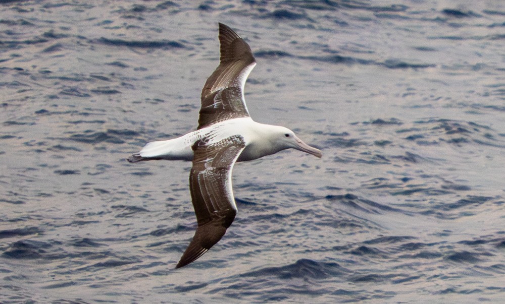 Southern Royal Albatross - ML641867369