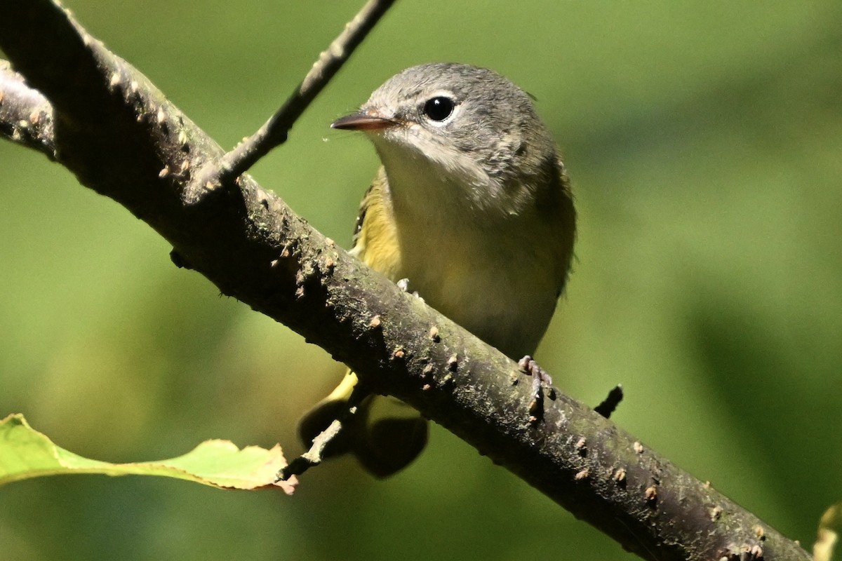 American Redstart - ML641867370
