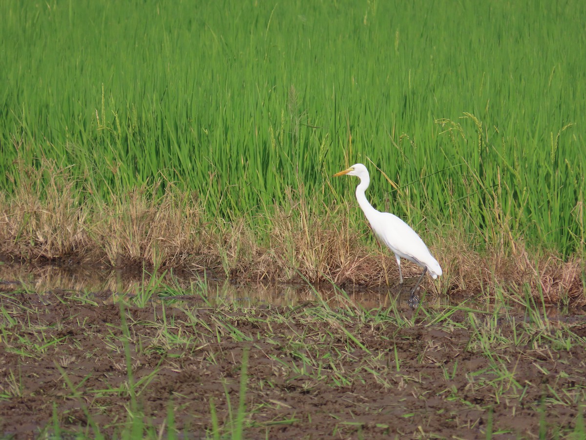 Medium Egret - ML641867378