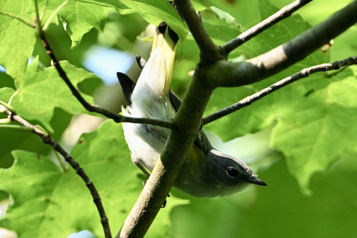 American Redstart - ML641867389