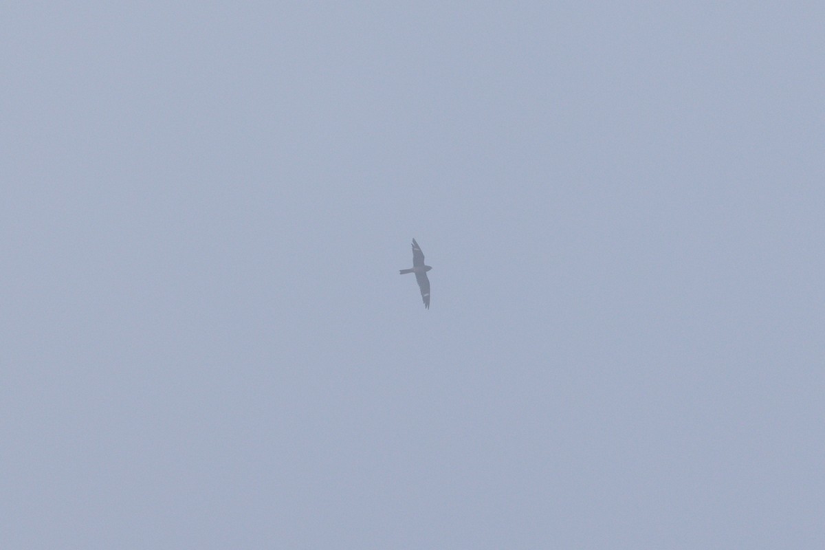 Common Nighthawk - ML641867392