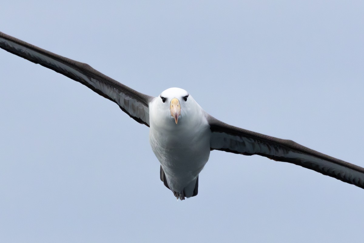 Black-browed Albatross - ML641867396