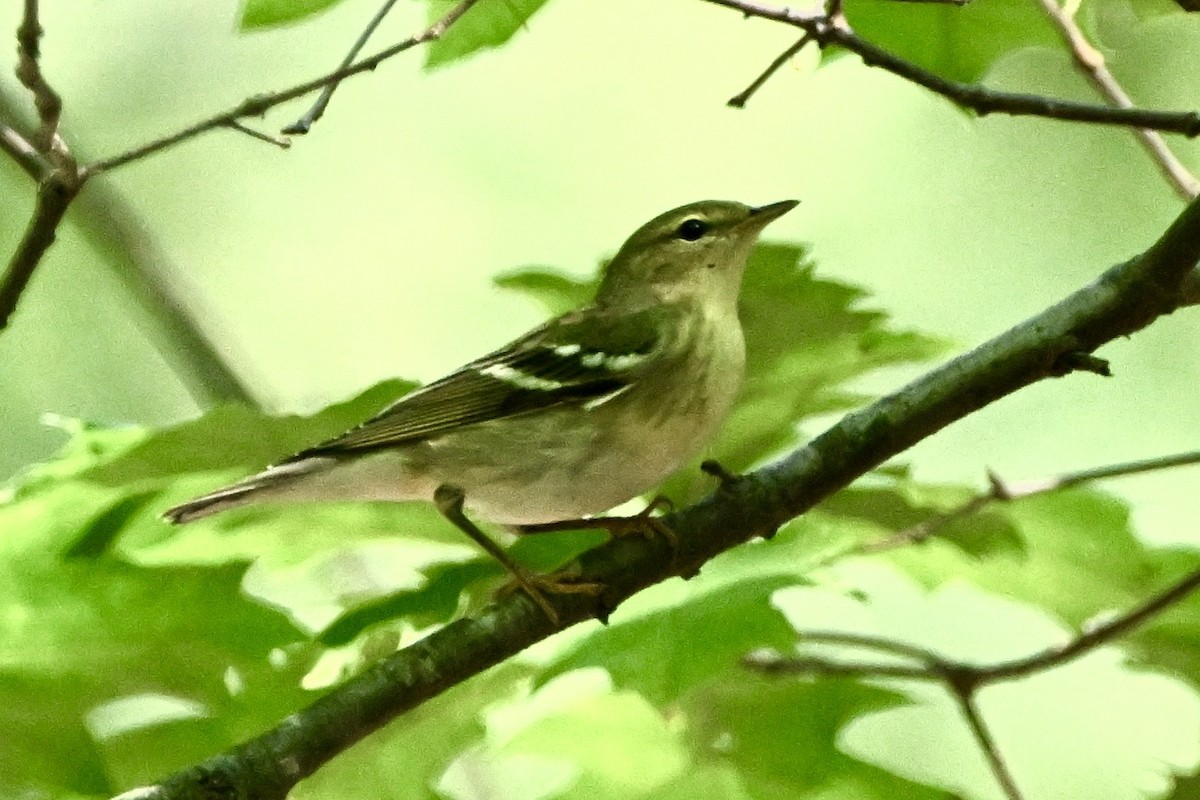 Blackpoll Warbler - ML641867397