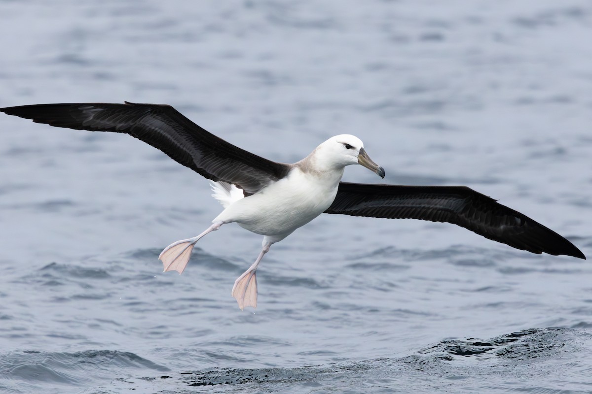 Black-browed Albatross - ML641867398