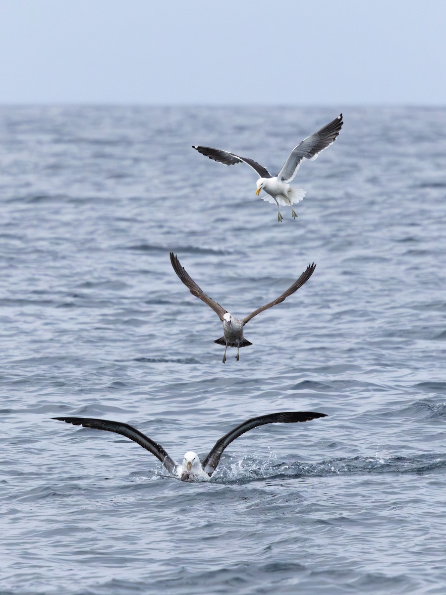 Black-browed Albatross - ML641867402