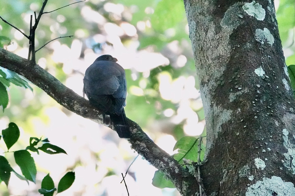 Double-toothed Kite - ML641867411