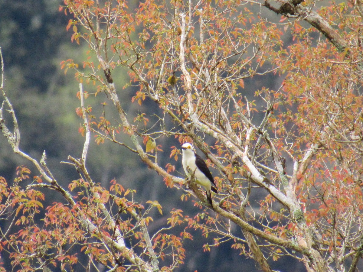White Woodpecker - ML641867418