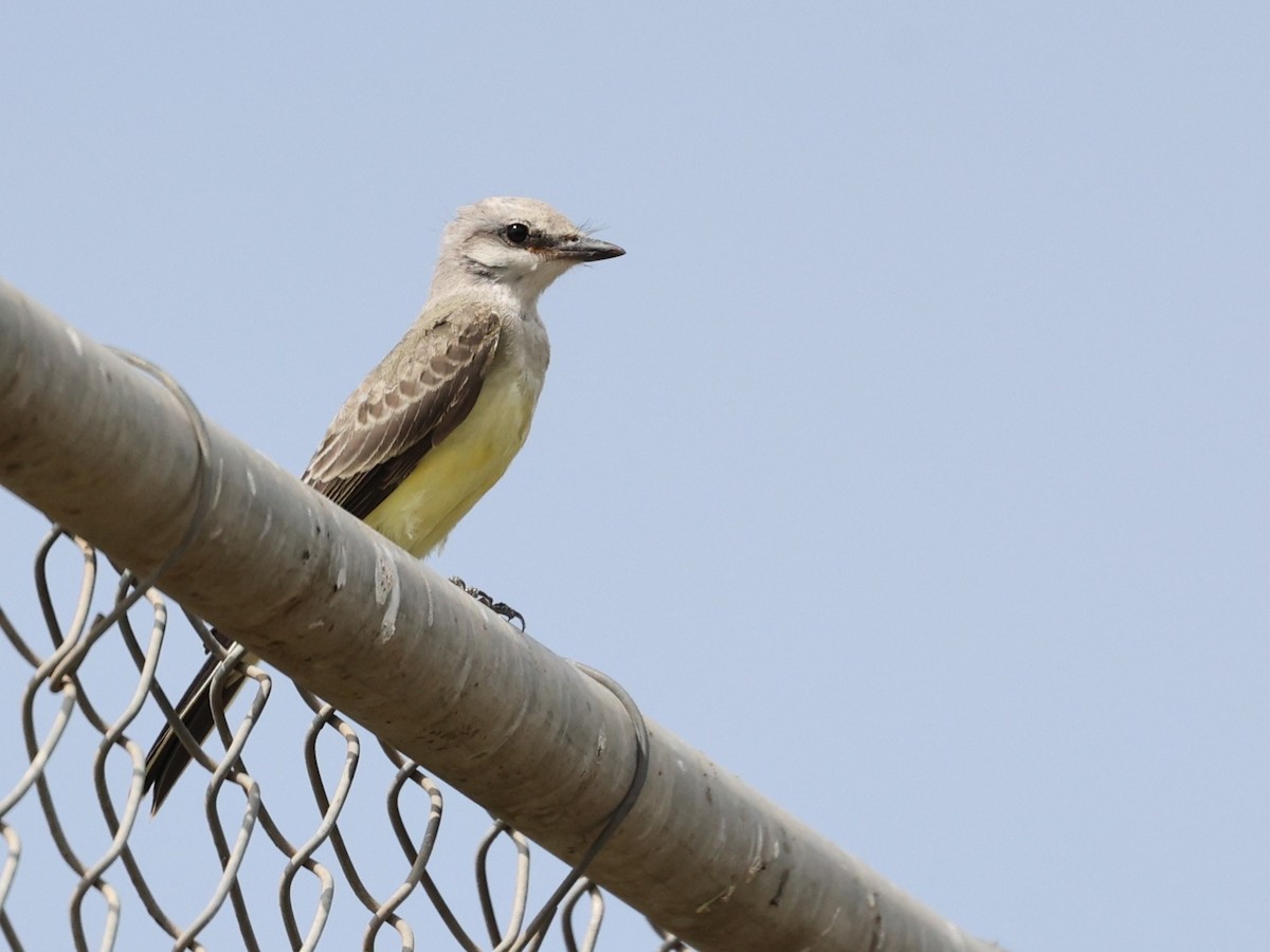 Western Kingbird - ML641867420