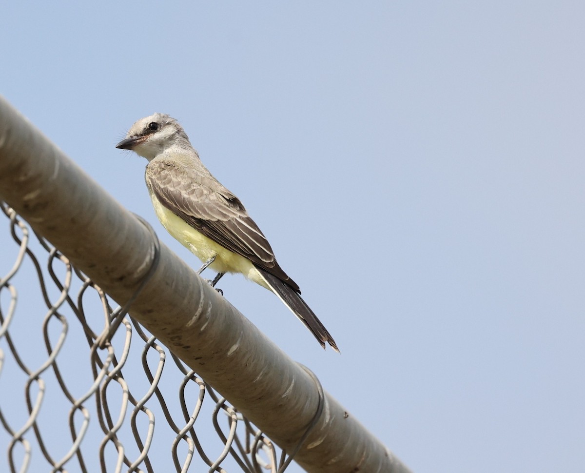 Western Kingbird - ML641867423