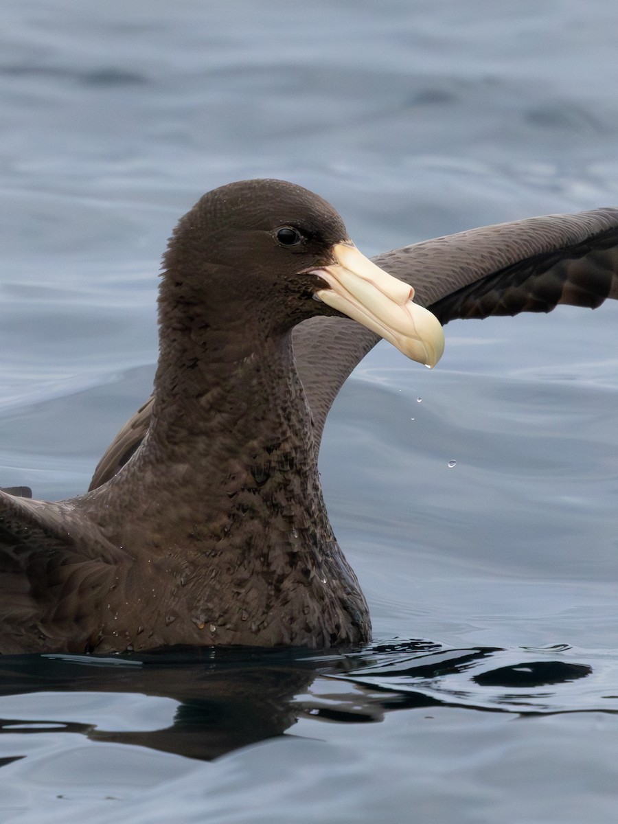 Southern Giant-Petrel - ML641867450