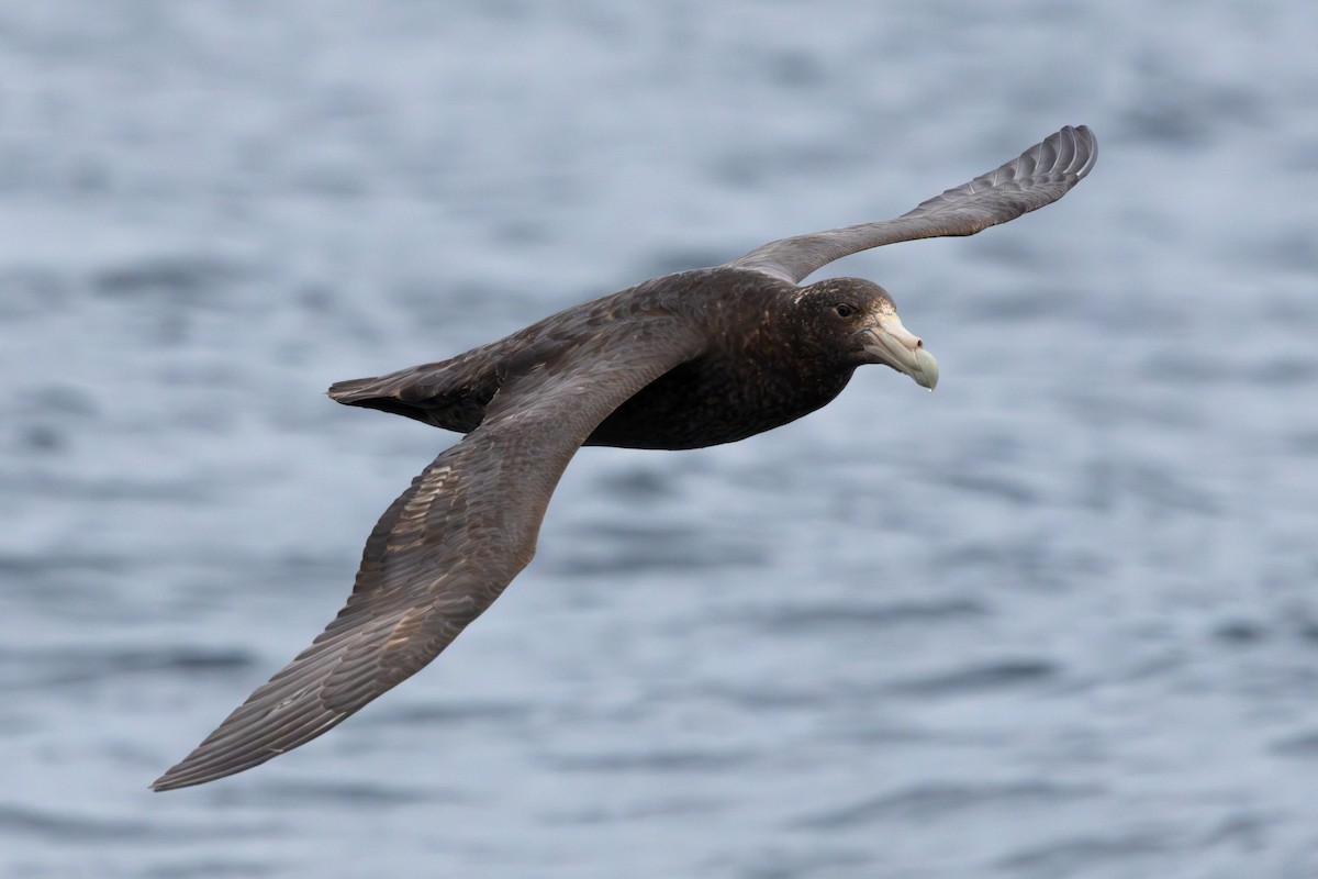 Southern Giant-Petrel - ML641867451