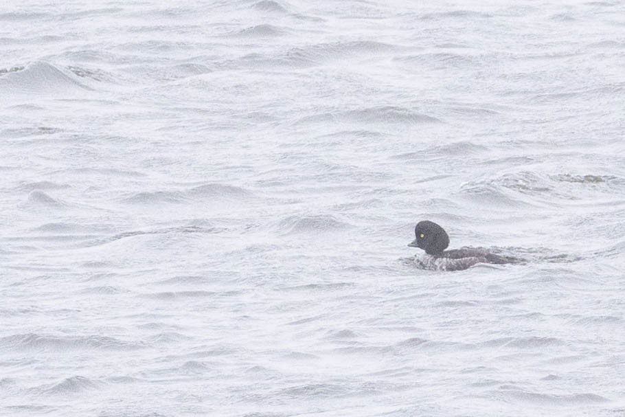 Barrow's Goldeneye - ML641867459
