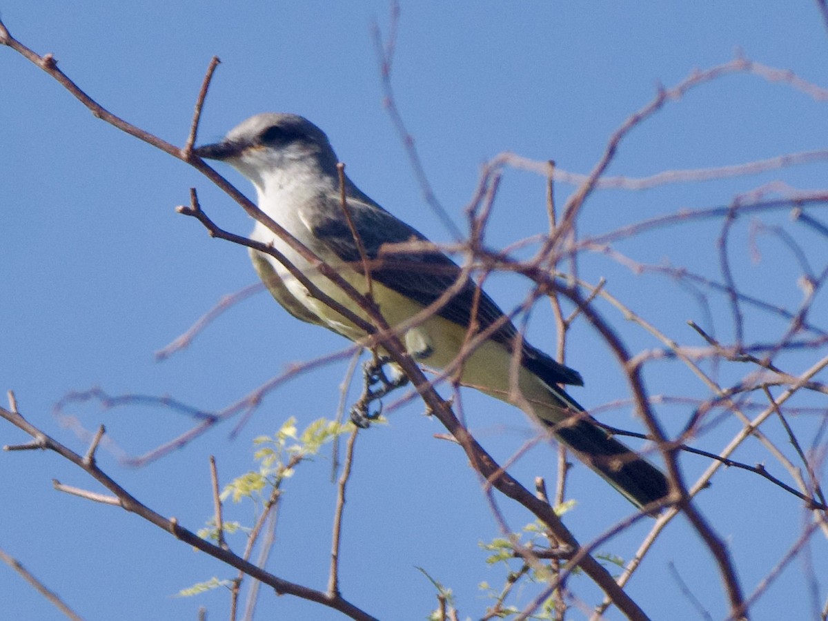 Western Kingbird - ML641867481