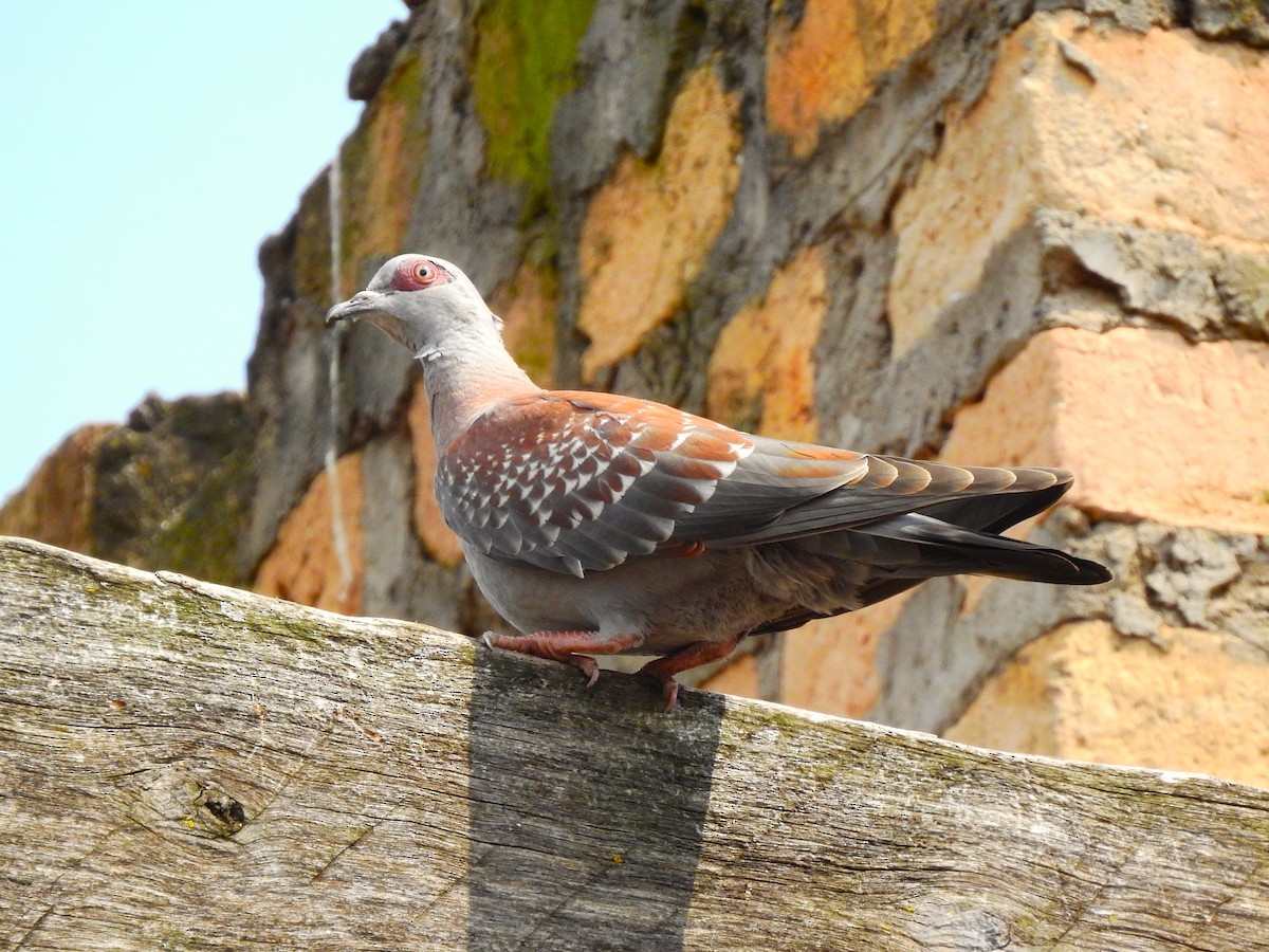 Speckled Pigeon - ML641867488