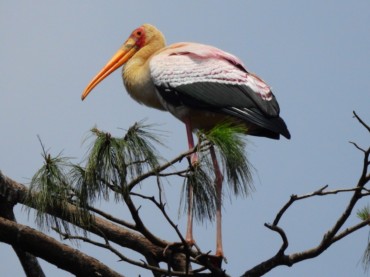 Yellow-billed Stork - ML641867489
