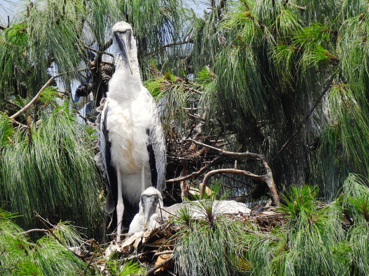 Yellow-billed Stork - ML641867495