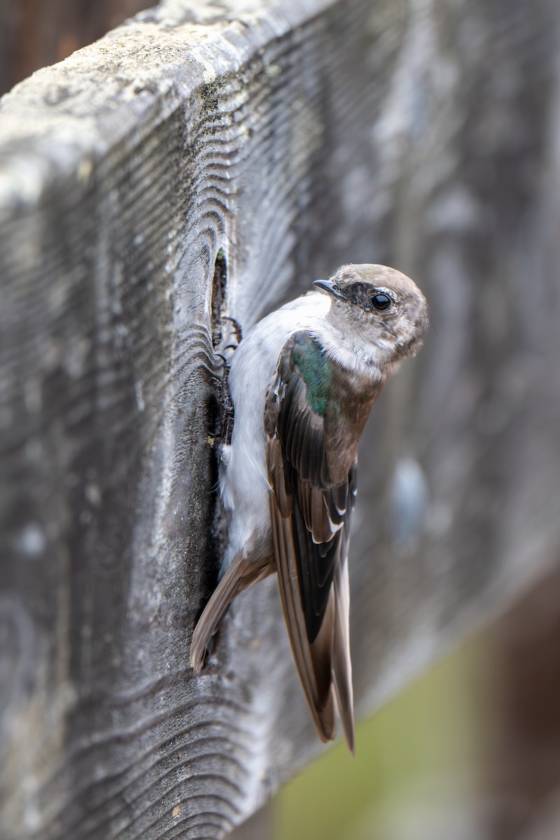 Hirondelle à face blanche - ML641867504