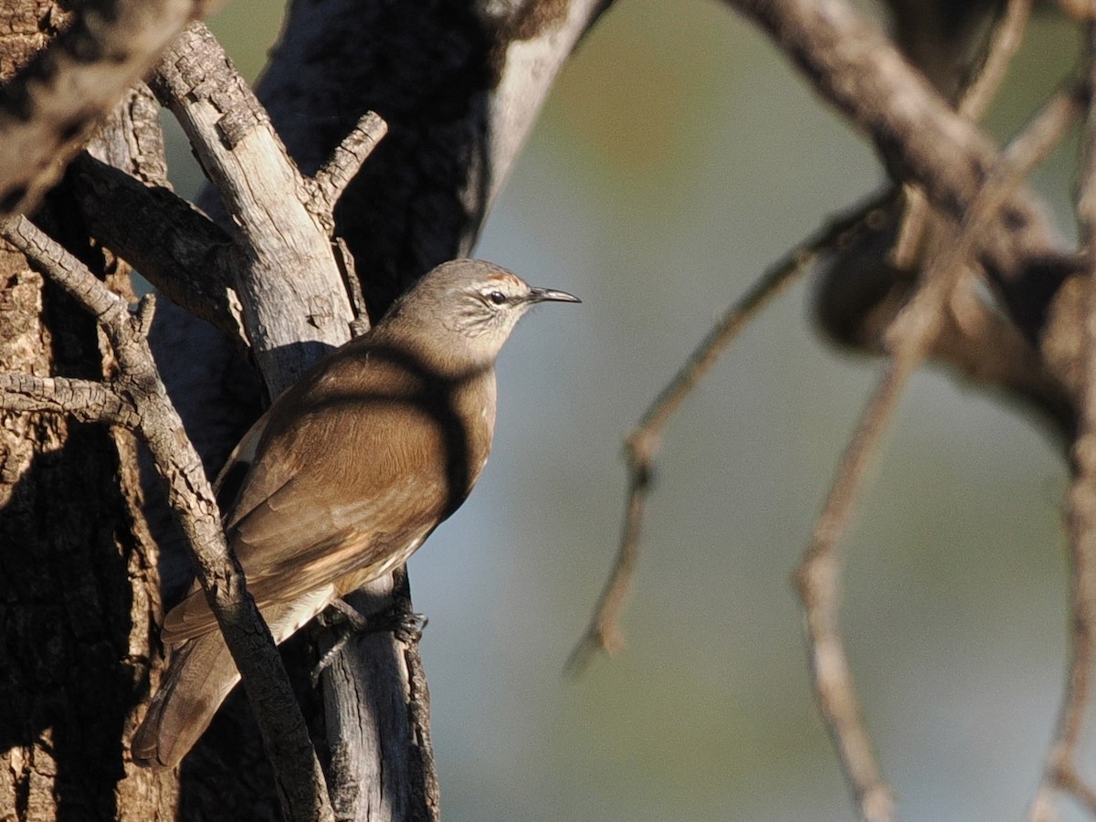 White-browed Treecreeper - ML641867511