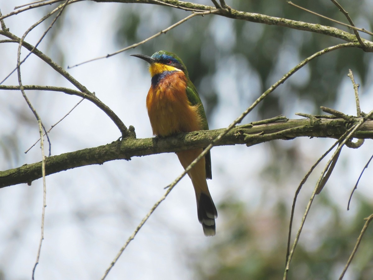 Ethiopian Bee-eater - ML641867513