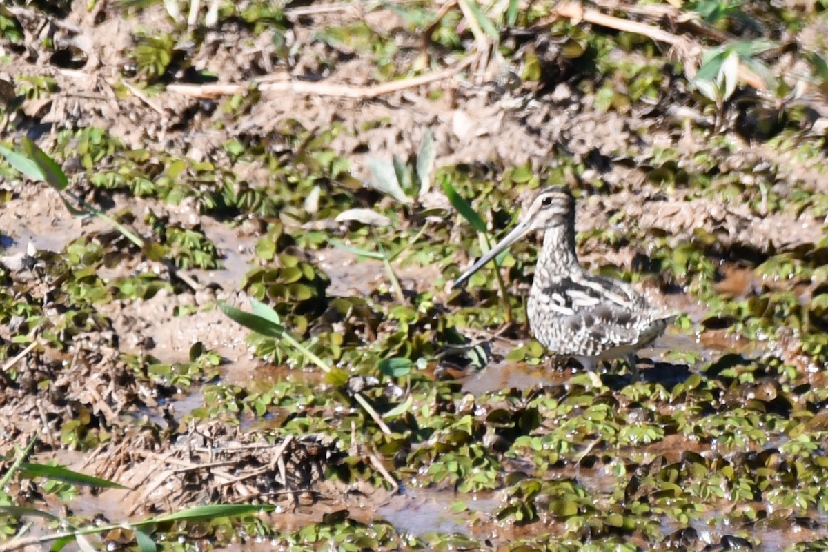 Pantanal Snipe - ML641867520
