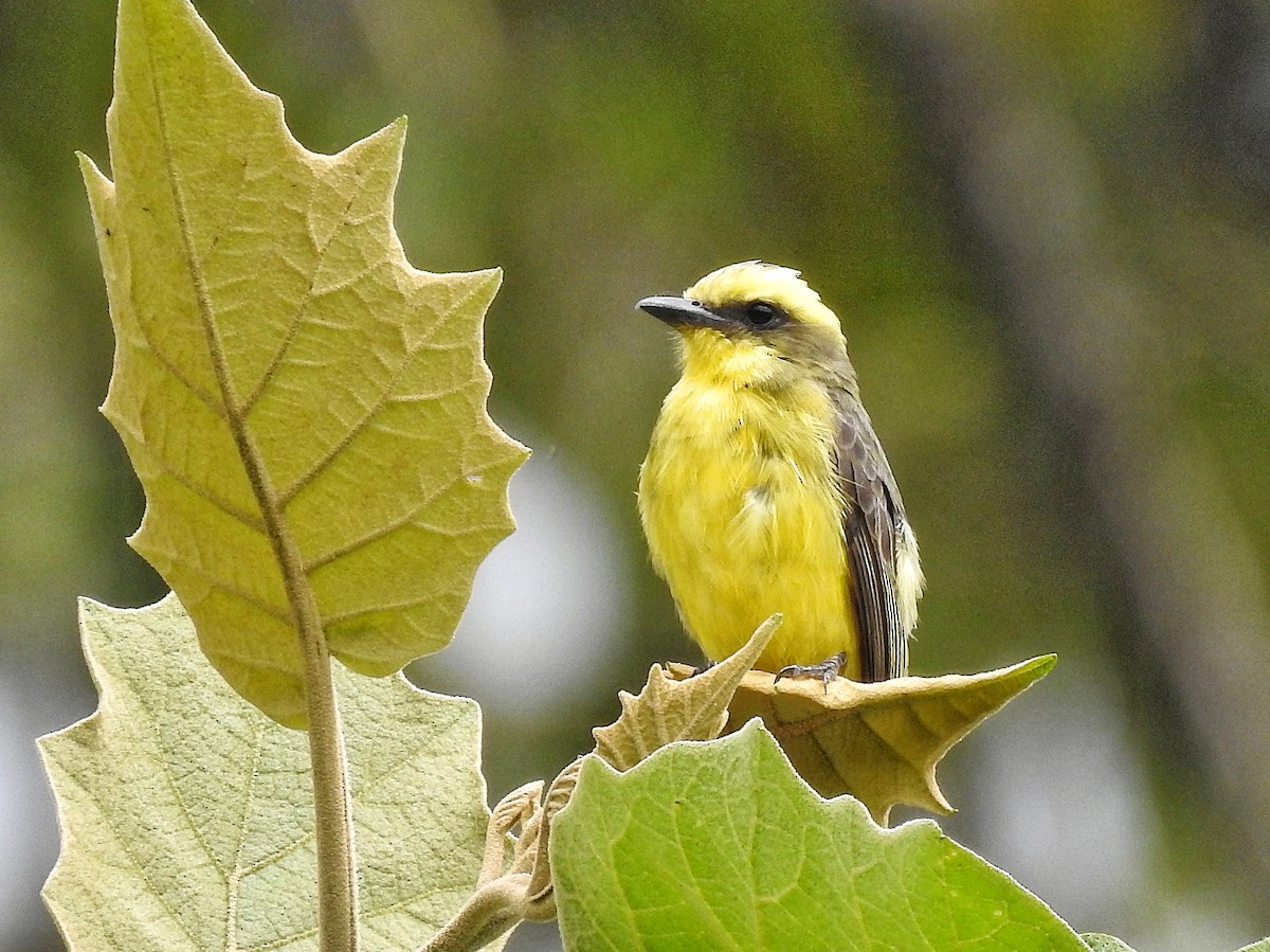 Lemon-browed Flycatcher - ML641867530