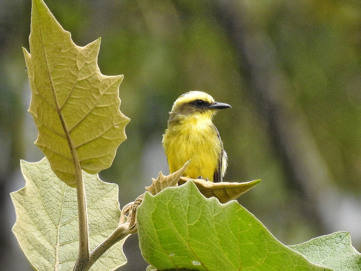 Lemon-browed Flycatcher - ML641867531