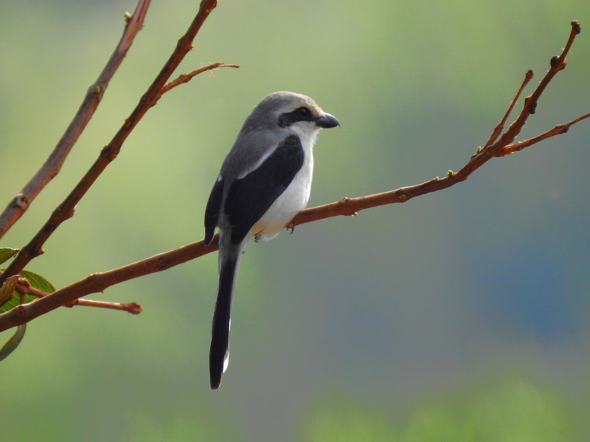 Mackinnon's Shrike - ML641867536