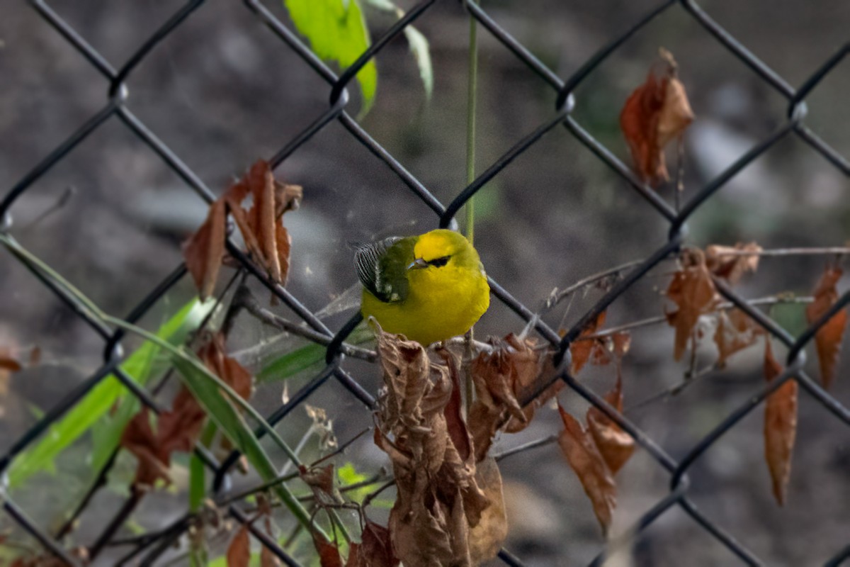 Blue-winged Warbler - ML641867541