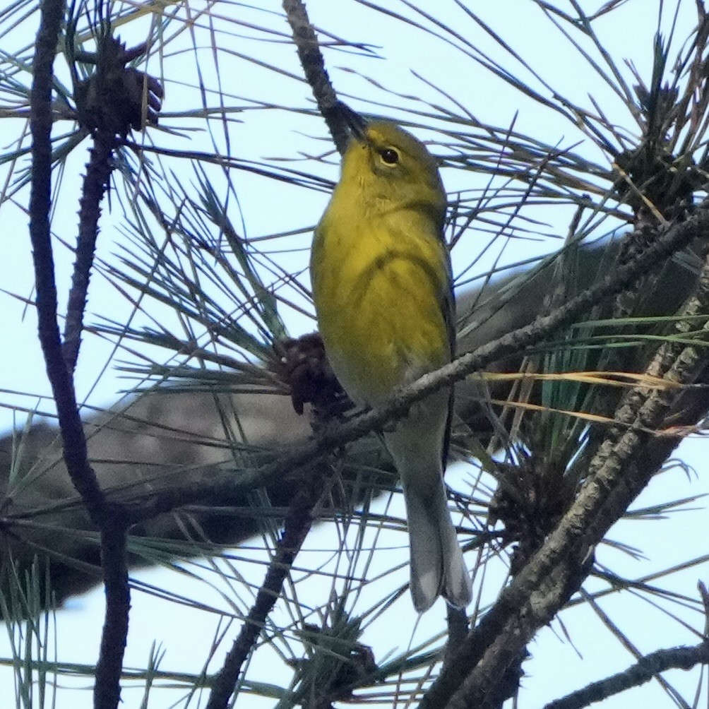 Pine Warbler - ML641867555