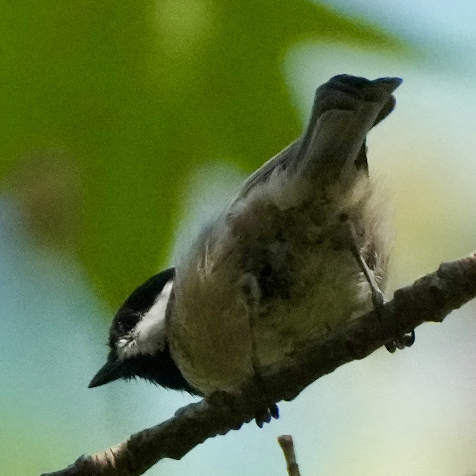 Carolina Chickadee - ML641867572
