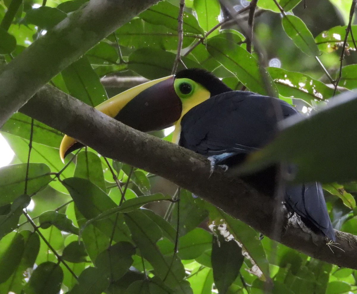 Yellow-throated Toucan - ML641867575