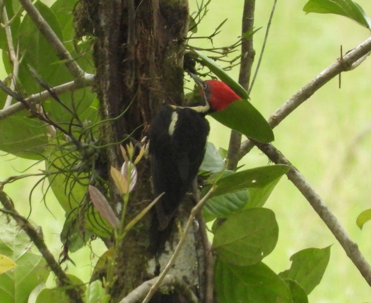 Lineated Woodpecker - ML641867580