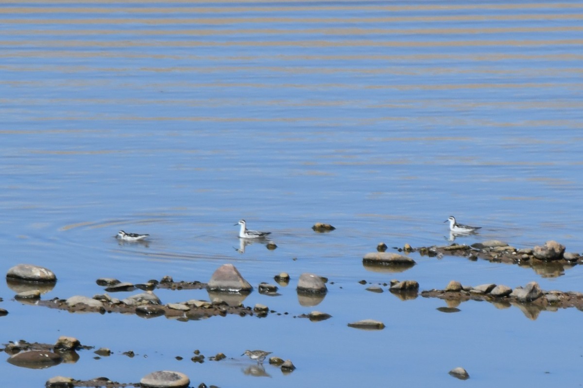 svømmesnipe - ML641867629