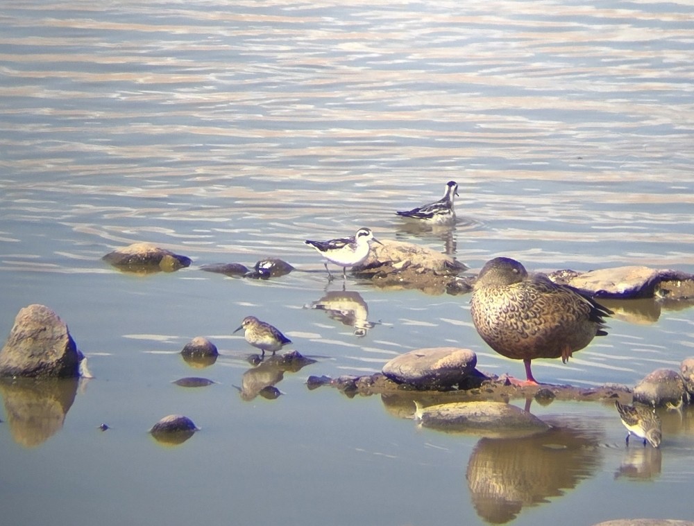 svømmesnipe - ML641867630