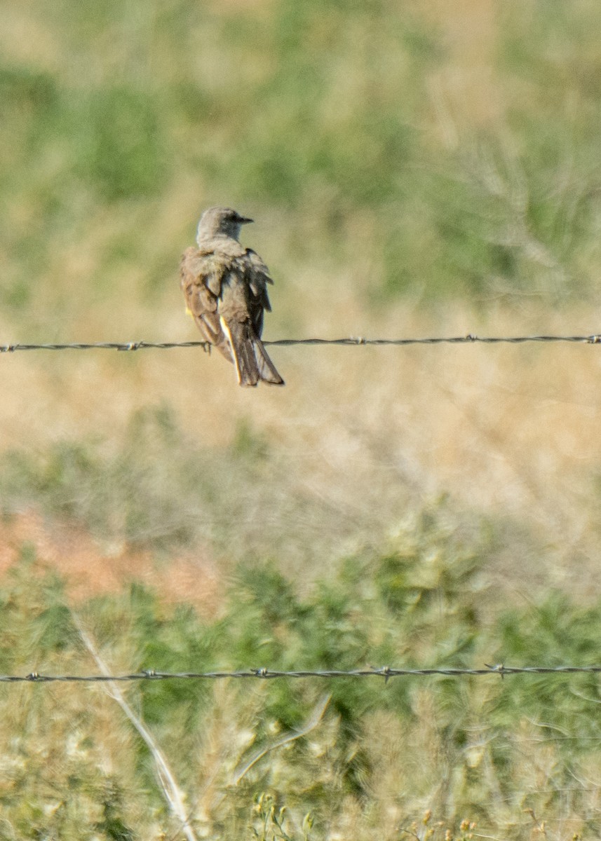 Western Kingbird - ML641867637
