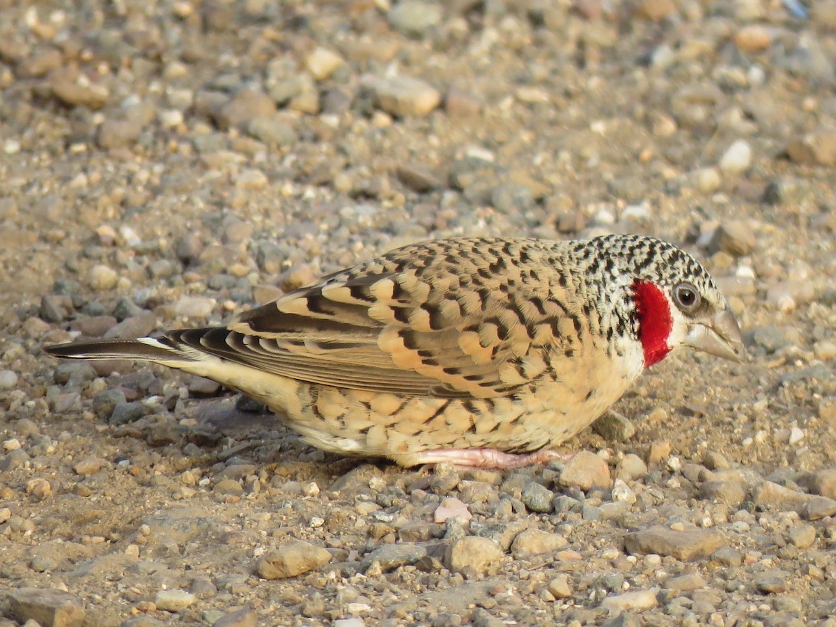 イッコウチョウ - ML641867680