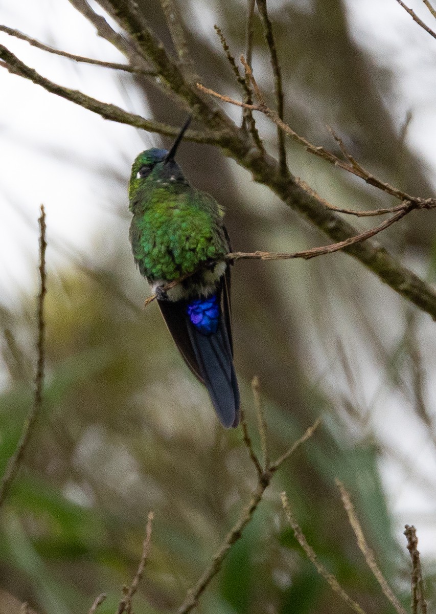 Sapphire-vented Puffleg (Sapphire-vented) - ML641867695
