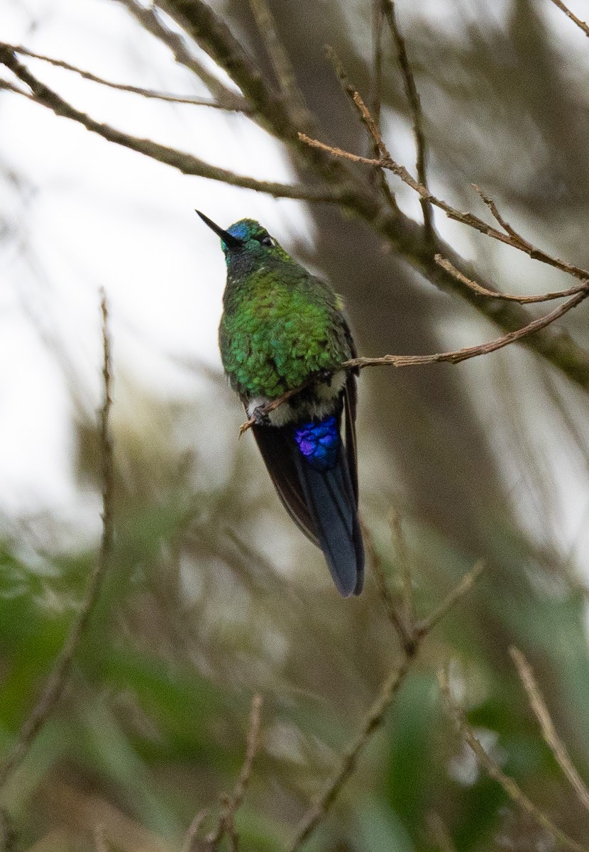 Sapphire-vented Puffleg (Sapphire-vented) - ML641867696