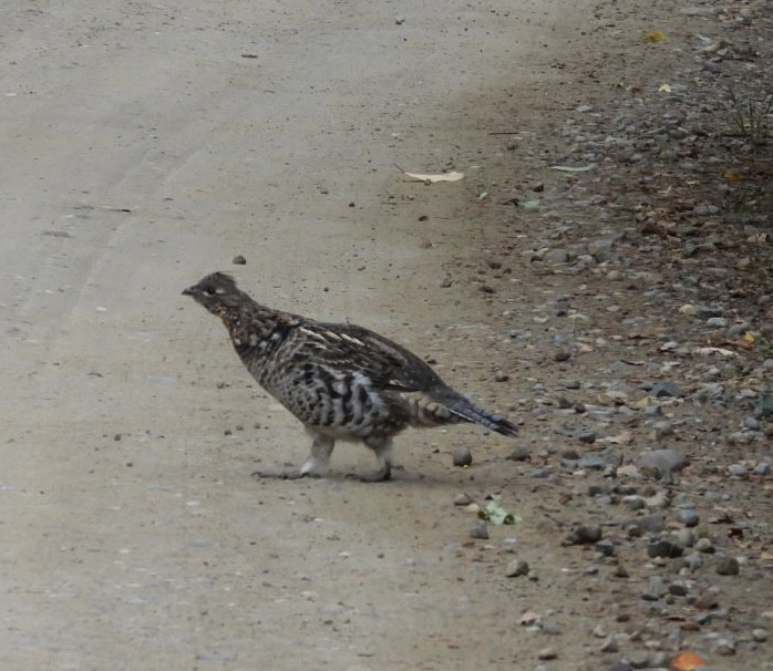 Ruffed Grouse - ML641867702