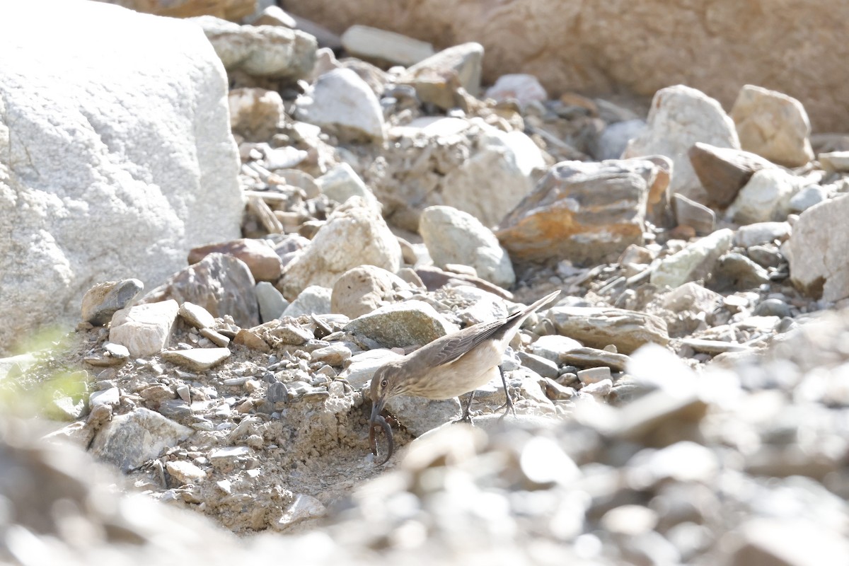 Black-billed Shrike-Tyrant - ML641867711