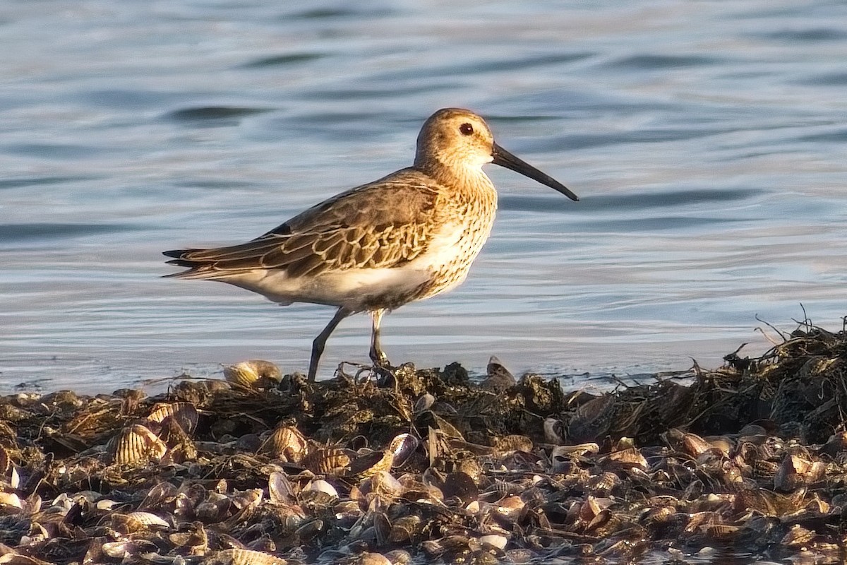 Dunlin - ML641867714